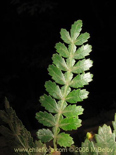 Image of Weinmannia trichosperma (Tineo / Palo santo). Click to enlarge parts of image.